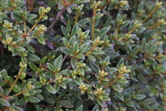 Rhododendron rubropilosum taiwanalpinum