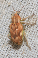 Coniatus repandus