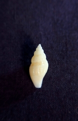 Antiguraleus kingensis