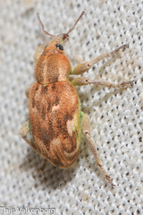 Coniatus repandus
