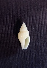 Antiguraleus kingensis