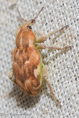 Coniatus repandus