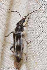 Chitona connexa