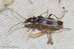 Chitona connexa
