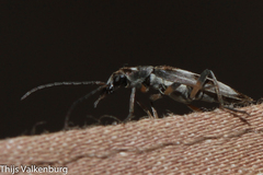 Chitona connexa