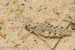 Sphingonotus imitans