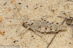 Sphingonotus imitans