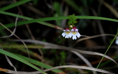 Euphrasia transmorrisonensis