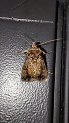 Plusiopalpa