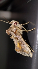 Plusiopalpa