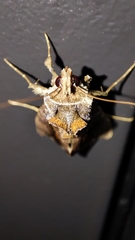 Plusiopalpa