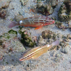 Parupeneus ciliatus