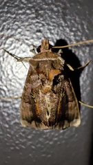 Plusiopalpa