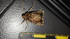 Plusiopalpa