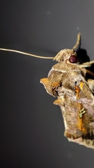 Plusiopalpa