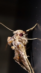 Plusiopalpa
