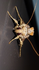 Plusiopalpa