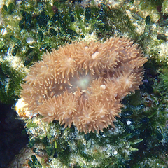 Heterodactyla hemprichi