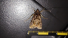 Plusiopalpa
