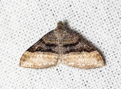 Euphyia mediovittaria