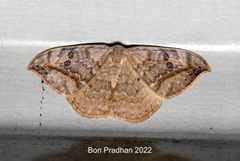 Drepana pallida