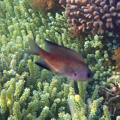 Chrysiptera notialis