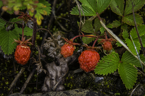 five-leaf strawberry (Fragaria pentaphylla)