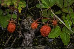 Fragaria pentaphylla