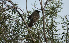 Anthochaera chrysoptera chrysoptera