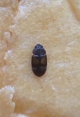 Carpophilus hemipterus