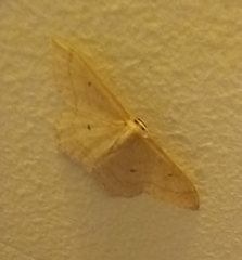 Idaea consanguiberica