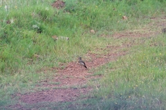 Pinarocorys nigricans