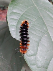 Turuptiana obliqua