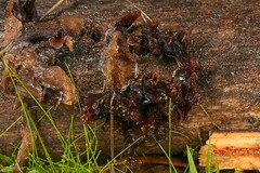 Phaeotremella fimbriata