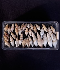 Guraleus pictus