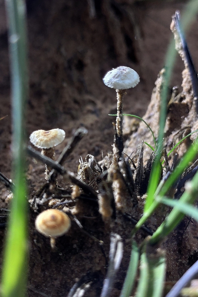 Crinipellis in July 2022 by Parth Kansara · iNaturalist