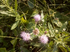 Cirsium arvense