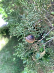 Ganesella saurivonga