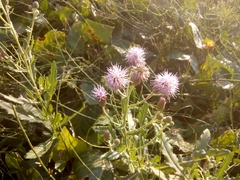 Cirsium arvense