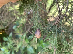 Ganesella saurivonga