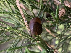 Ganesella saurivonga