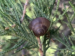 Ganesella saurivonga
