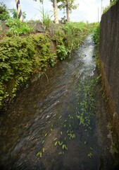 Potamogeton octandrus