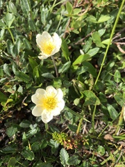 Dryas octopetala