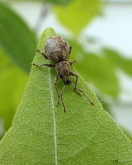 Calomycterus setarius