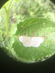 Scopula umbilicata