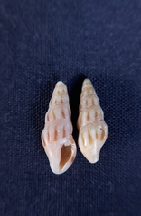 Austrodrillia angasi