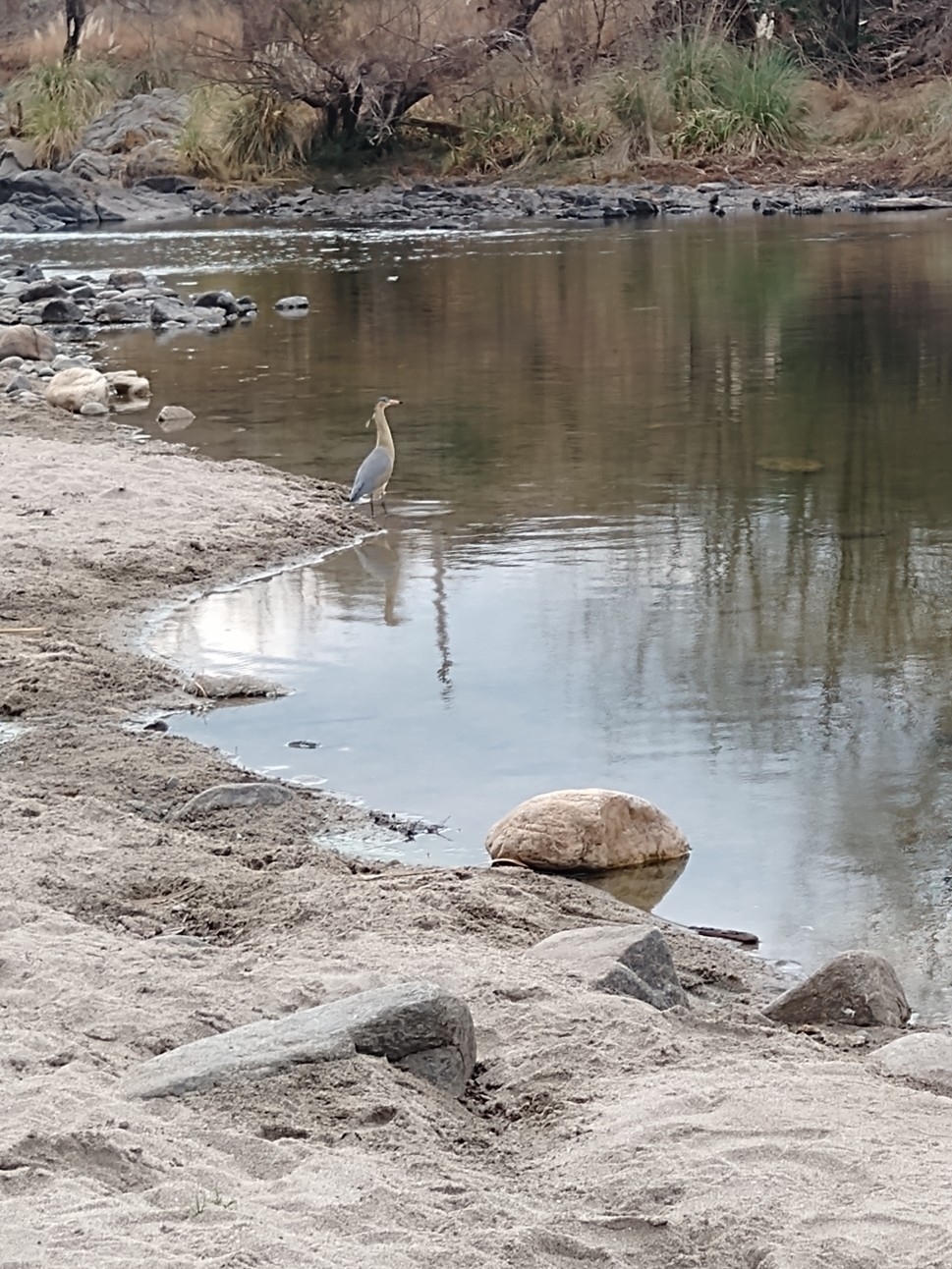 Whistling Heron (Syrigma sibilatrix)