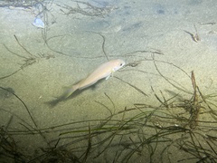 Caulolatilus princeps