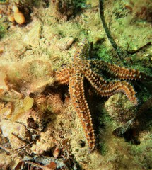 Uniophora granifera